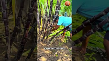 கடலூர் மாவட்டம் பன்னீர் கரும்பு விவசாயம் #tamil