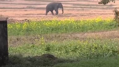 दारू: दारू के पिपचो में हाथी की चहलकदमी से दहशत, हाल ही में दो लोगों को मौत के घाट उतार चुका है