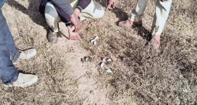 बहोरीबंद: बहोरीबंद परिक्षेत्र में हिरण, जंगली शूकर, भालू और नीलगाय सबसे ज्यादा, वन विभाग ने चलाया पशु आंकलन सर्वे