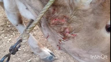 फुलंब्री: सांजुळ येथील बिबट्याच्या हल्ल्यातील जखमी असलेल्या वासराचा उपचारादरम्यान मृत्यू