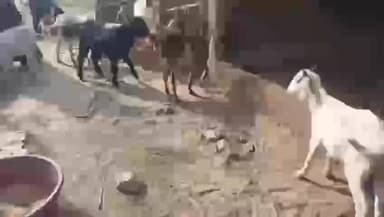 सिंघिया: पैकरा गांव में फार्म का जाल काटकर बकरी चोरी, पीड़ित परिवार ने न्याय की मांग की