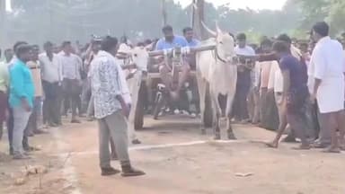 కొవ్వూరు: 37 ఏళ్లుగా కోవూరులో ఎడ్ల పందేలు