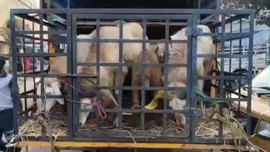 வேடசந்தூர்: அய்யலூரில் நடைபெற்ற ஆட்டுச் சந்தையில் ஆடு ரூபாய் 10 ஆயிரத்திற்கு விற்பனை