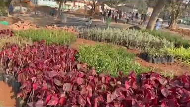 తాడ్వాయి: మేడారం వనదేవతల సన్నిధిలో ఏర్పాటు చేస్తున్న ఉద్యానవనం