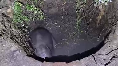 ಕನಕಪುರ: ರಂಗಪ್ಪನದೊಡ್ಡಿ ಗ್ರಾಮದಲ್ಲಿ ಮರಿ ಆನೆ ರಕ್ಷಣೆ