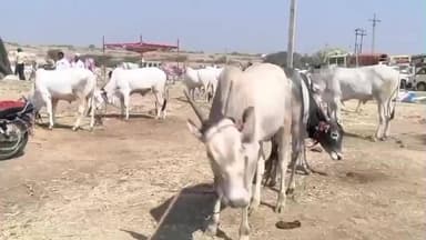 ತಿಕೋಟಾ: ನಗರ ಹೊರಭಾಗದ ತೊರವಿ ಬಳಿಯ ಜಾನುವಾರ ಜಾತ್ರೆಗೆ ಡಿಸಿ ಡಾ.ಆನಂದ ಕೆ ಭೇಟಿ ಪರಿಶೀಲನೆ