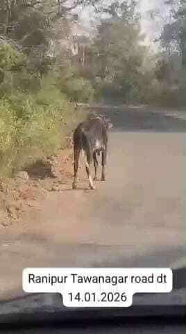 तवानगर सड़क पर वन के खतरनाक जानवर