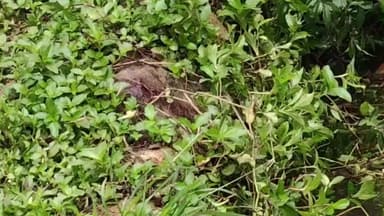 ಬೆಳ್ತಂಗಡಿ: ಬೆಳ್ತಂಗಡಿ ಸಮೀಪ ನಿಗೂಢವಾಗಿ ನಾಪತ್ತೆಯಾಗಿದ್ದ ಬಾಲಕ ಶವವಾಗಿ ಪತ್ತೆ