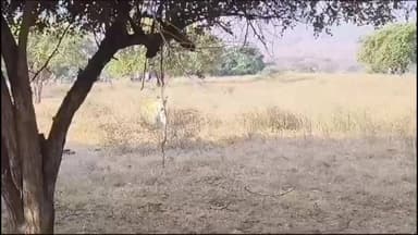 सिमरिया: बाघों की साइटिंग पर्यटकों के लिए बनी आकर्षण, 36 दिन में 42 हजार से अधिक सैलानी पहुंचे, ₹1.28 करोड़ से ज्यादा की कमाई