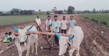 संग्रामपूर: संग्रामपूर तालुक्यात उन्हाळी ज्वारीची पेरणी!
शेतकरी लागले कामाला