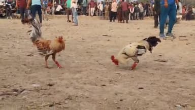 হিঙ্গলগঞ্জ: যোগেশগঞ্জ বাজারে পৌষ সংক্রান্তি উপলক্ষে হল ঐতিহ্যবাহী মোরগ লড়াই খেলা