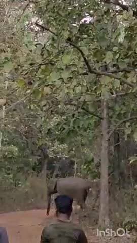 ನರಸಿಂಹರಾಜಪುರ: ಮಡಬೂರು ಸುತ್ತಮುತ್ತ ಹೆಚ್ಚಿದ ಕಾಡಾನೆ ಉಪಟಳ.!