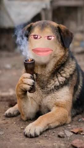 🐕🦺लंगड़ा सिखाया है🤪😁😁#dog #funny #jokes #memes #bhojpurisaan8911#