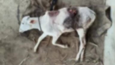 ಅಥಣಿ: ಕೂಕಟನೂರ ಗ್ರಾಮದಲ್ಲಿ ಕ್ರೂರ ಪ್ರಾಣಿಯ ಅಟ್ಟಹಾಸ: ಸಾವು ಬದುಕಿನ ನಡುವೆ ಹಸು ಹೋರಾಟ