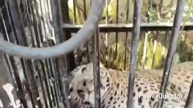 धारी: धारी के कुलोरी गांव के खुटियाखाल में एक महिला को मारने वाले तेंदुए के बाद एक और तेंदुआ पिंजरे में कैद