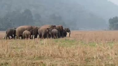 ছয়গাঁও: বৰবাকাৰাত বনৰীয়া হাতীৰ বৃহৎ জাকৰ মুক্ত বিচৰণ