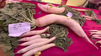 चेनारी: सासाराम शहर के आदर्श कुशवाहा सब्जी मंडी करपूरवा में मकर संक्रांति पर बुधवार को एक बजे किसान मेला का आयोजन किया गया