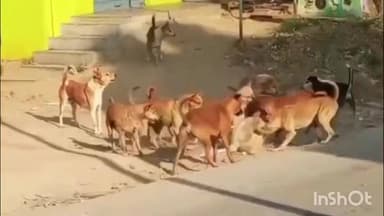 ಬಾಗೇಪಲ್ಲಿ: ನಗರದ ಮುಖ್ಯ ರಸ್ತೆಯಲ್ಲಿ ಸಾರ್ವಜನಿಕರಿಗೆ ಕಿರುಕುಳ ನೀಡುತ್ತಿರುವ ಬೀದಿ ನಾಯಿಗಳ ಹಾವಳಿ