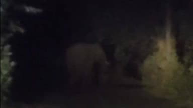 गुराबंदा: गुराबन्दा में जंगली हाथी से दहशत, ग्रामीणों ने किया रतजगा