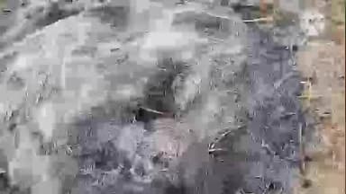 कर्रा: जरिया गढ़ और आसपास के इलाकों में पाला गिरने से कड़ाके की ठंड, जनजीवन प्रभावित