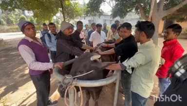 डुमरांव: डुमरांव के पशुपालन विभाग में पशुओं के कृत्रिम गर्भाधान को लेकर त्रैमासिक प्रशिक्षण कार्यक्रम का आयोजन