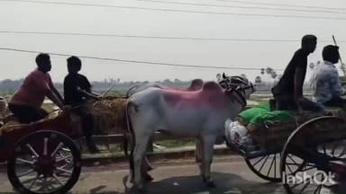 వేలేరు: వేలేరు నుండి కొత్తకొండ వీరభద్ర స్వామి బ్రహ్మోత్సవాలకు బయలుదేరిన ఎడ్లబండ్లు