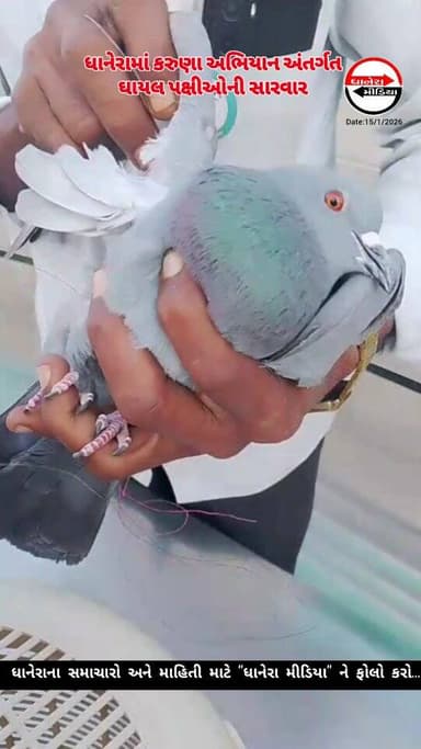 ધાનેરામાં ઉત્તરાયણ દરમિયાન પતંગની દોરીથી ઘાયલ પક્ષીઓના બચાવ માટે @jivdayadhanera દ્વારા કેમ્પ કાર્યરત કરાયા..
.
.
#uttar...