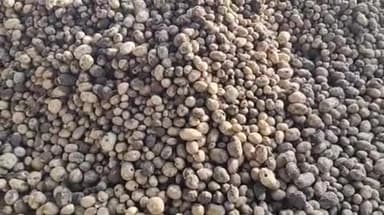 फर्रुखाबाद: एशिया की सबसे बड़ी सातनपुर आलू मंडी में आलू का भाव ₹300 से ₹700 कुंटल, करीब 125 ट्रक आलू की हुई आवक