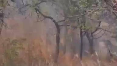 బుక్కపట్నం మండలంలో అటవీ ప్రాంతానికి నిప్పు పెట్టిన ఆకతాయిలు