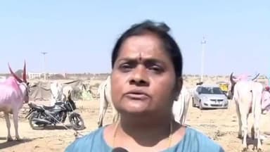 ತಿಕೋಟಾ: ಜಾನುವಾರ ಜಾತ್ರೆಯಲ್ಲಿ ಜಾನುವಾರಗಳಿಗೆ ಯಾವುದೇ ರೋಗ ಬಂದಿಲ್ಲ : ತೊರವಿಯಲ್ಲಿ ಡಾ ಸುಜಾತಾ ಪಾಟೀಲ