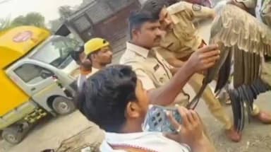 संग्रामपूर: सोनाळा गावात दुर्मिळ गिधाड पक्षी आढळले! सोमठाण्याच्या संशोधन केंद्रात पक्षाला हलविले