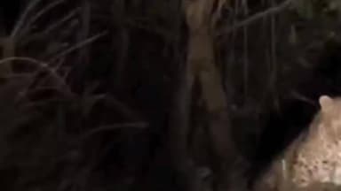 भराड़ी: बिलासपुर के मेहरी काथला में तेंदुए की दहशत, न्यू रागडू–लूहनु–छपरोह मार्ग पर कैमरे में कैद