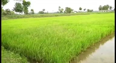 நாகப்பட்டினம்: நெற்பயிரில் பூச்சி தாக்குதலை கட்டுபடுத்தும் மேலாண்மை முறைகள் குறித்து மாவட்ட ஆட்சித்தலைவர் .ஆகாஷ் தகவல்.