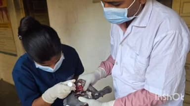 લુણાવાડા: જિલ્લામાં અલગ અલગ પશુ દવાખાના ખાતે દોરીના કારણે ઇજાગ્રસ્ત થયેલ 18 પક્ષીઓને સારવાર અપાઈ