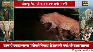 पेठ गोळेवाडी सरकारी दवाखान्यामागे बिबट्याचे दर्शन