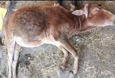 करतला: गर्भवती गाय पर पड़ोसी की हैवानियत, डंडे से पीटकर किया गंभीर घायल