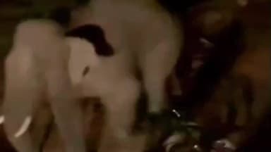 बहरागोड़ा: सालदोहा में जंगली हाथी का तांडव, फसलों को किया बर्बाद, ग्रामीणों में दहशत