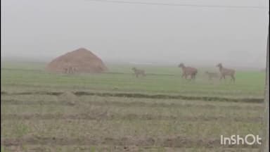 आलमनगर: आलमनगर और पुरैनी के किसान नीलगाय के आतंक से त्रस्त, ठंड में खेतों पर रात बिताने को मजबूर