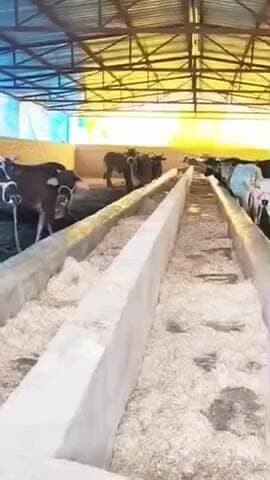 नरवल: सरसौल विकासखंड स्थित कानपुर समिति गौशाला में लगातार हो रही गौवंशों की मौत, समिति उपाध्यक्ष ने निष्पक्ष जांच की मांग की