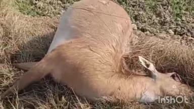 त्योंथर: मदारो में करंट लगने से नीलगाय की मौत, वन विभाग को दी गई सूचना