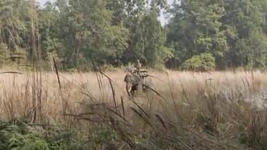 मानपुर: बांधवगढ़ टाइगर रिजर्व: ताला जोन से भागे बाघ शावक की हाथी दल और कैमरा ट्रैप से तलाश जारी