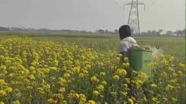 हरनौत: हरनौत प्रखंड क्षेत्र में सरसों उत्पादक किसान इन दिनों कीड़ों के आतंक से परेशान