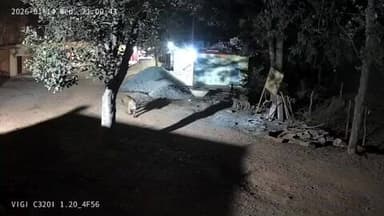 बिरसिंहपुर: सरभंग मुनि आश्रम के कैमरों में कैद हुआ वनराज, चहलकदमी करते हुए वीडियो हुआ वायरल