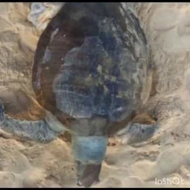 ಅಂಕೋಲ: ಬೆಳಂಬಾರ ಕಡಲ ತೀರದಲ್ಲಿ ಆಮೆಯ ಕಳೇಬರ ಪತ್ತೆ