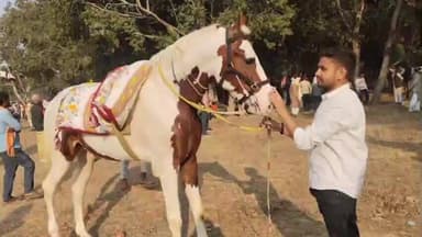 सहार: कुरमुरी घुड़दौड़ में सहार प्रखंड के कोशियर गांव का घोड़ा बना बिहार का सबसे ऊंचा आकर्षण का केंद्र, लोगों ने कैद की तस्वीर