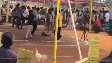 పెనమలూరు: కంకిపాడు మండలంలో విచ్చలవిడిగా కోడిపందాలు, టిడిపి నాయకులు దగ్గర ఉండి ఆడించినట్లు విమర్శలు