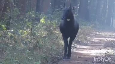 दरभा: कांगेर वैली की हरियाली में विचरण करती नीलगाय, वन मंत्री केदार कश्यप ने सोशल मीडिया पर शेयर किया वीडियो