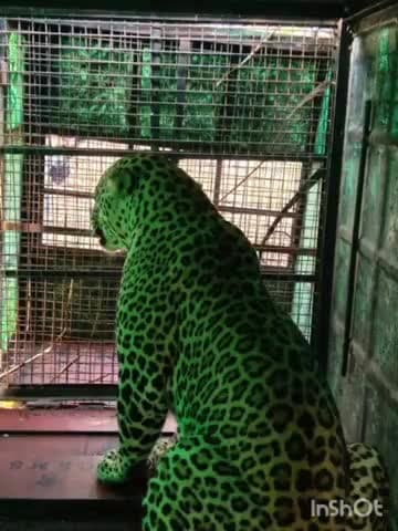 ಕಡೂರು: ಹಿರೇನಲ್ಲೂರಲ್ಲಿ ಕಿಲ್ಲರ್ ಚಿರತೆ ಸೆರೆ.! ನೆಮ್ಮದಿಯ ನಿಟ್ಟುಸಿರು ಬಿಟ್ಟ ಜನ.!