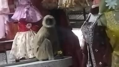 मुसाबनी: मुसाबनी बाजार में हनुमान बंदर का आतंक, दुकानदारों पर हमले से दहशत