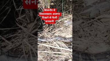 बिजनौर में विशालकाय अजगर दिखने से फैली सनसनी। #bijnor #shortsfeed #shortsvideo #tranding #reels